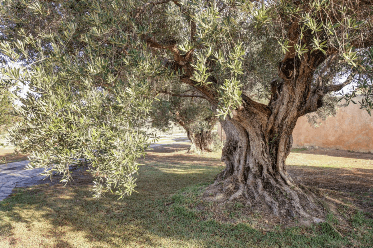 Finca de estilo rústico con imponentes vistas al mar a la venta en Moraira